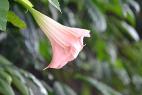 Flowers Summer