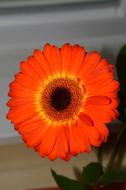 Flower Orange