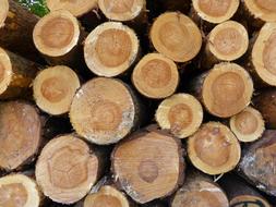 Tree Trunks Nature Wood