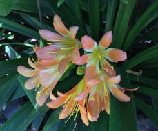 Orange Flower Petals