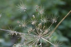 Nature Flora Summer