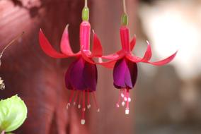 Bells Flower