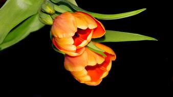 Flowers Black Background Flora