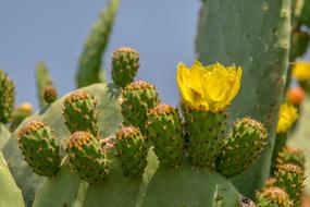 Cactus Juice Plant Thorn