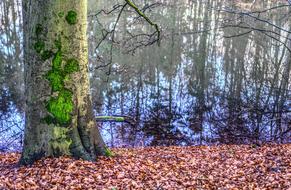 Tree Nature Wood