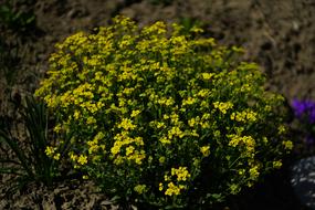 yellow bush field