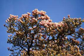 Tulip Magnolia