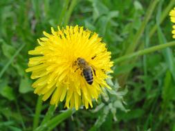 Dandelion Flower Nature