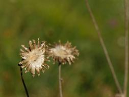 thorny flowers in a field of green