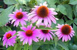 pink flowers in the garden landscape