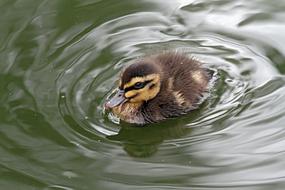 Duckling Nature Duck