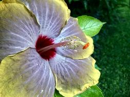 Hibiscus Yellow Purple