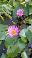 Nymphaea Alba Flower Purple