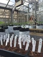 Greenhouse Garden Growing