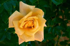 Rose Yellow Blossom