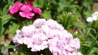 Flower Colors Spring