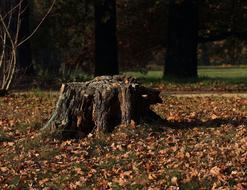 Tree Stump Evening Sun Nature