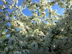 Tree Branch Flower