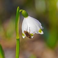 Snowflake Blossom Bloom