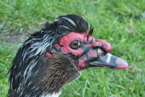 Muscovy Duck Black Ducks Water