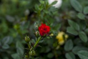 Pink Mini Flower Nature