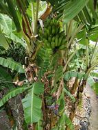 Banana Plant Shrub