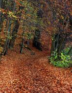 Forest Autumn Foliage