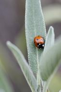 Ladybug Macro Beetle