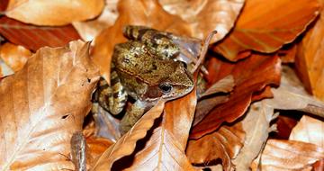 The Frog Toad Las Autumn