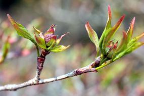 Nature Leaf Plant