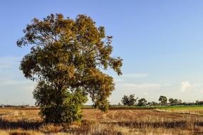 Tree Landscape Field
