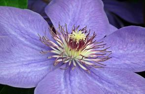 Flower Clematis Garden