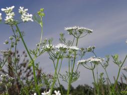 white flowers on a green stem