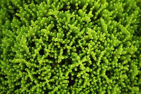 Nature Texture Plant