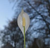 Nature White Flower Growth