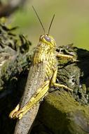 grasshopper by the water