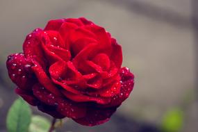 Flower Rose Nature