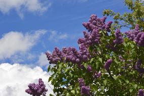 Lilac Sky Magenta
