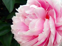 Peony Blossom Bloom Double