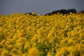 Field The Agricultural Commercial