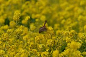 Flowers Field The Agricultural