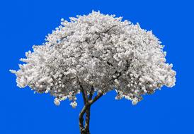 Nature Tree Blossom