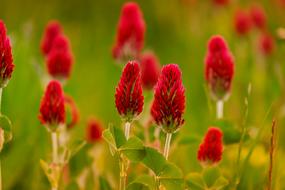 Klee Rose Clover Trifolium