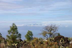 Nature Tree Sky