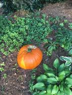 arge ripe pumpkin in the garden
