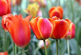Red Orange Flower
