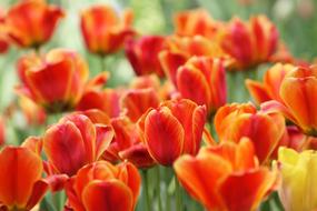 Red Yellow Orange