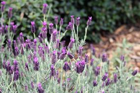 Lavender Flower Garden