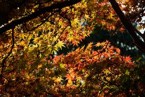 Autumn Tree Japan