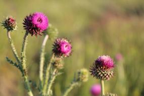 Thorn Rose Spring Flowers Flower